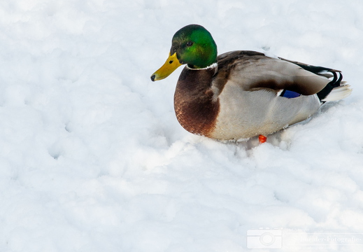 Winter in Berlin- Rudow