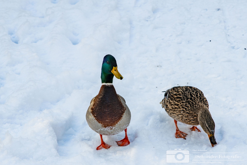 Winter in Berlin- Rudow